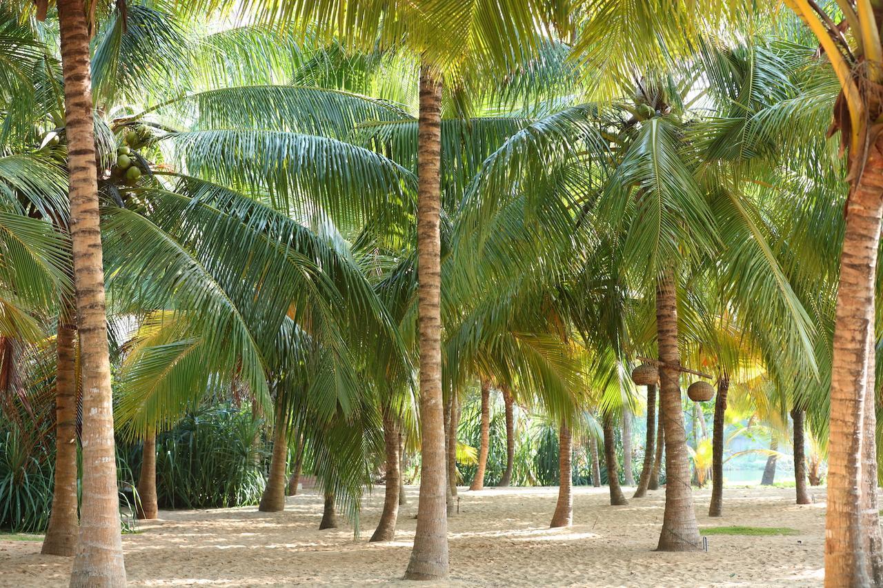 Mangrove Beach Chalets Tangalle Exterior foto